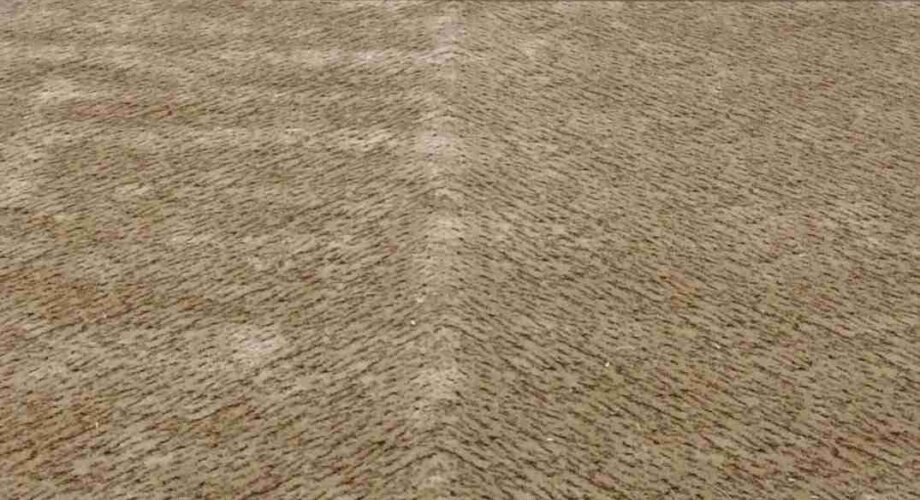 Изготовление нестандартного ковра в кабинет руководителя