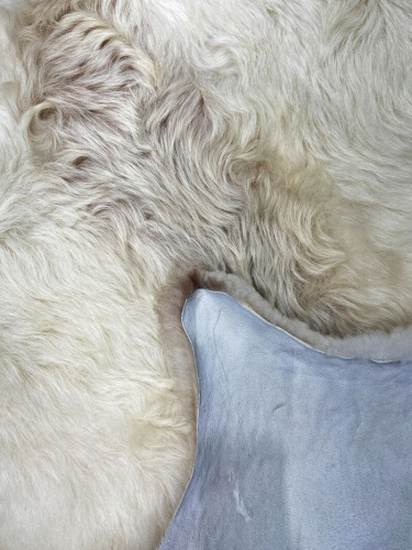 Овечья шкура натуральная 005 фото 9