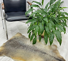 Овечья шкура натуральная 002