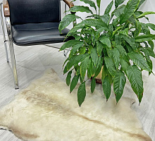 Овечья шкура натуральная 005